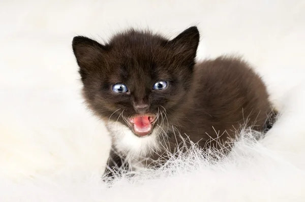 Nadýchané malé kotě — Stock fotografie