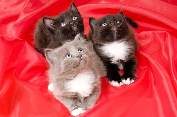 Pluizige kleine katjes — Stockfoto