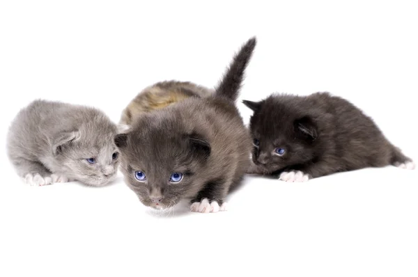 Pequeños gatitos esponjosos — Foto de Stock