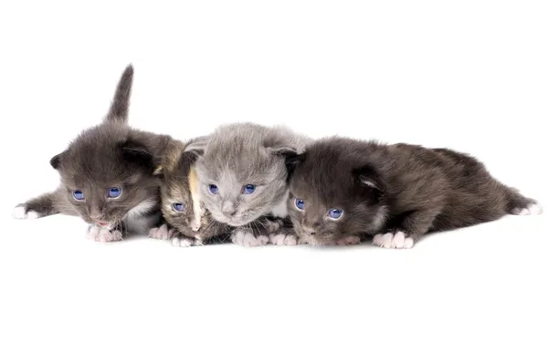 Gatinhos fofinhos — Fotografia de Stock