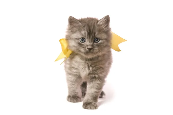 小さな猫 — ストック写真