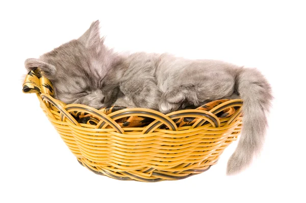 Fluffy small kitten — Stock Photo, Image