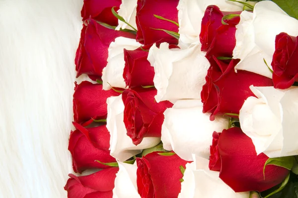 Троянди — стокове фото