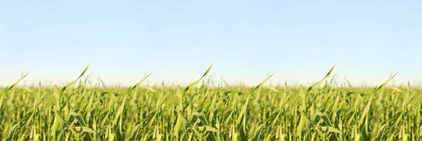 Зелёная трава и небо — стоковое фото