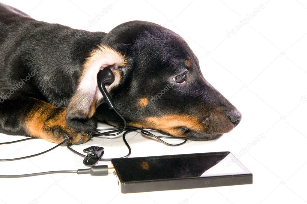 Perro escucha de stock, de Perro escucha música sin royalties | Depositphotos