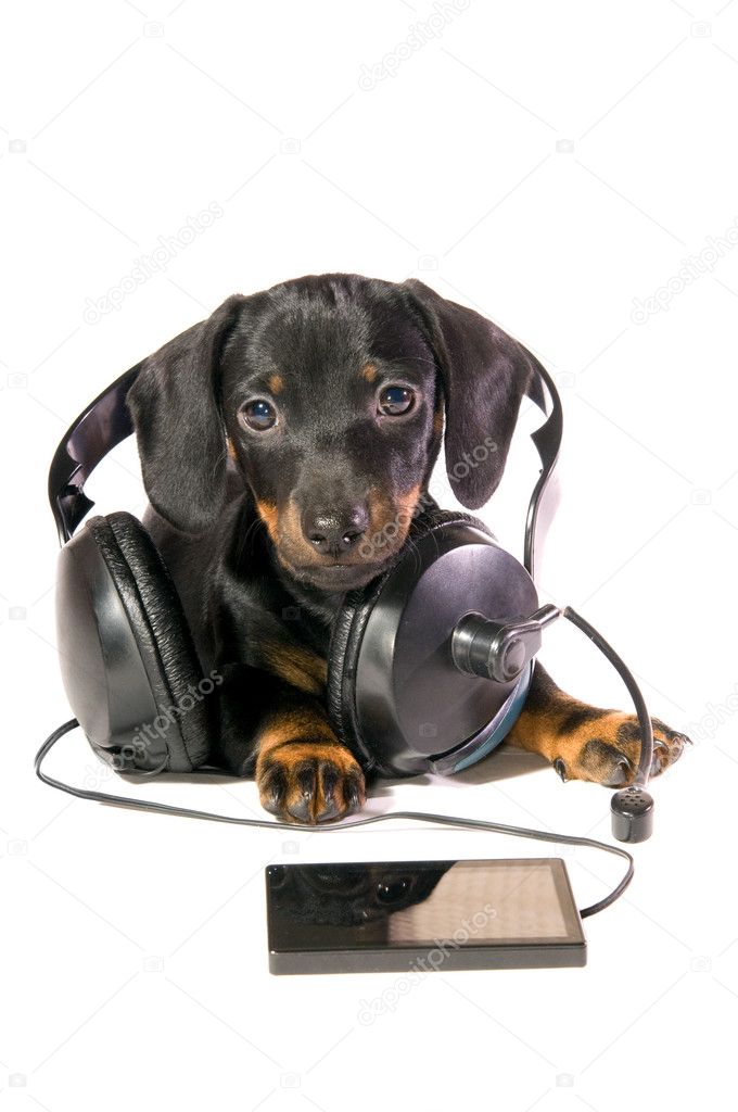 Dog with a mp3 player and Headphones