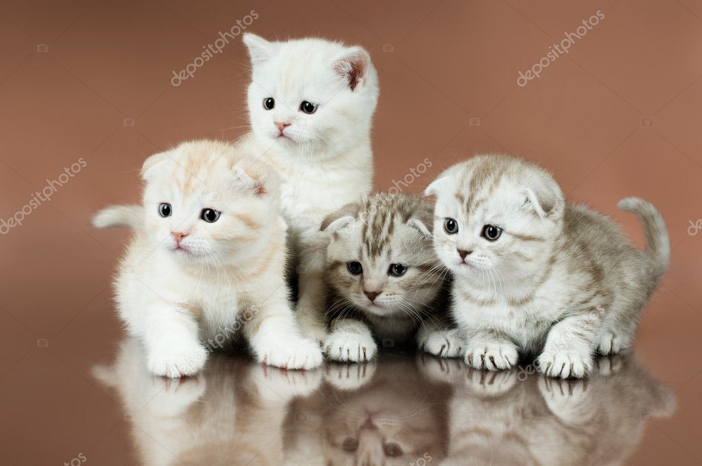 Коты Вислоухие Фото Котята