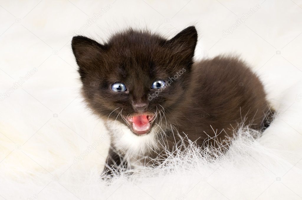 Fluffy little kitten
