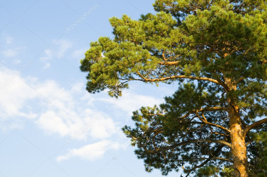 Coniferous a tree