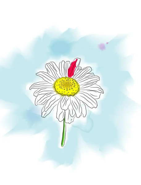 Watercolor daisy — Stock Vector