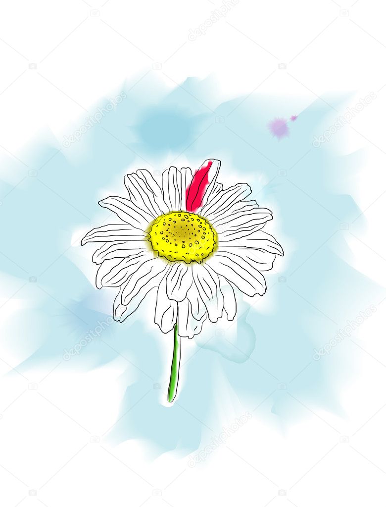 Watercolor daisy