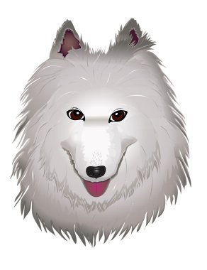 Beyaz samoyed köpek gülümsüyor