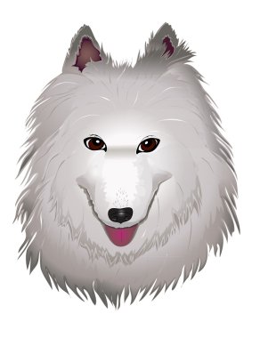 White Samoyed dog smiles clipart