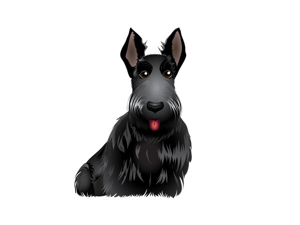 Scottish Terrier