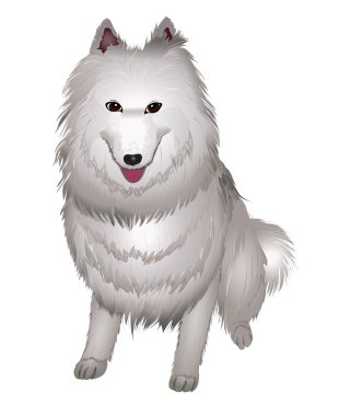 Beyaz samoyed köpek gülümsüyor.