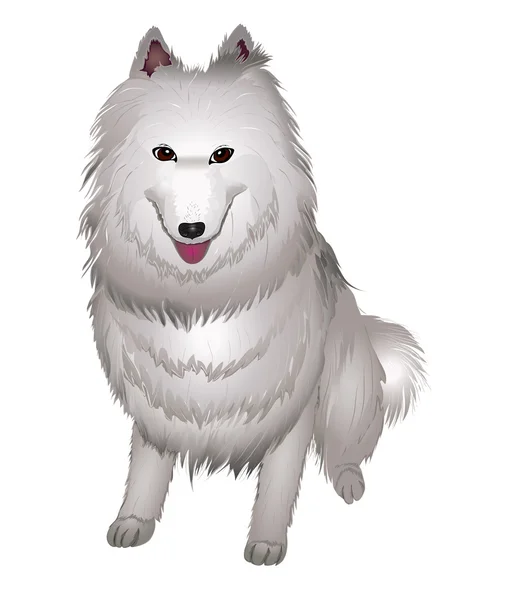 Fehér Szamojéd kutya mosolyog. — Stock Vector