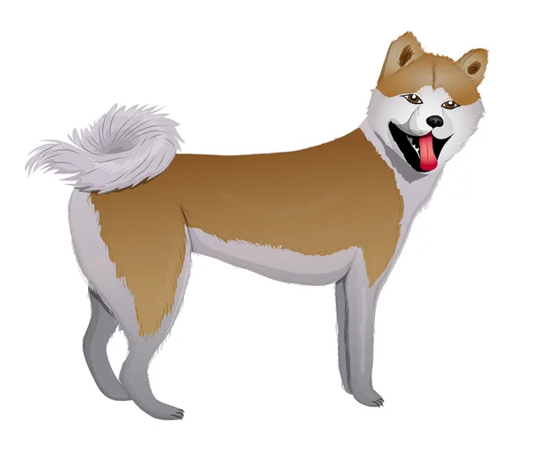 Akita inu ιαπωνική σκυλί — Διανυσματικό Αρχείο