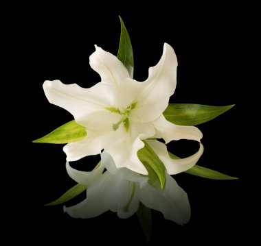 White lilies clipart