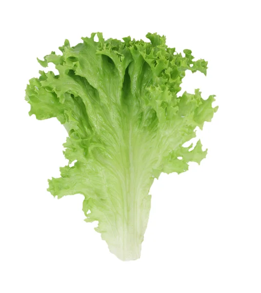 Salad leave — Stock Photo, Image