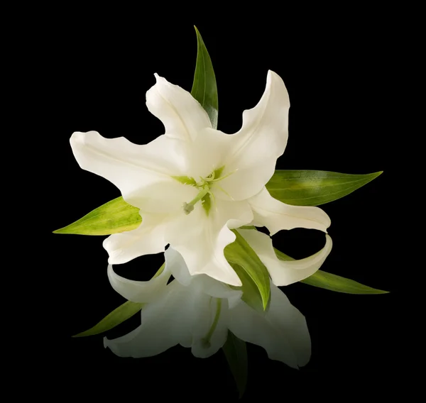 stock image White lilies