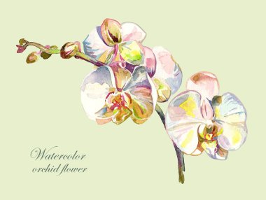 Watercolor orchid flower clipart