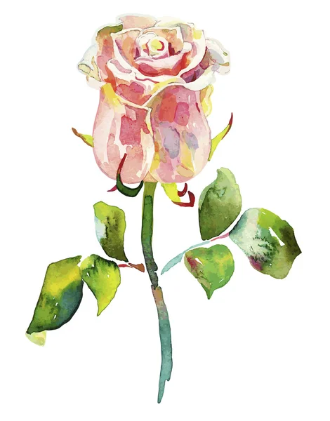 Różowa róża akwarela — Wektor stockowy
