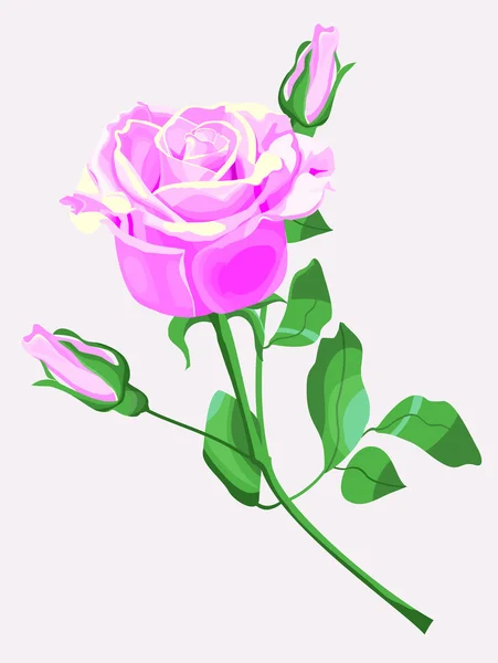 Pink mawar - Stok Vektor