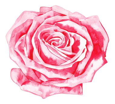 Romantic watercolor rose clipart