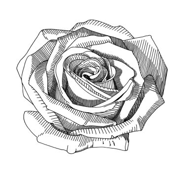 Hand draw sketch rose clipart