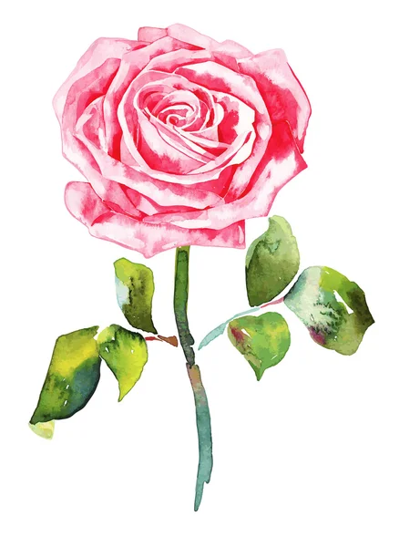 Ρομαντικό τριαντάφυλλο ακουαρέλα — Διανυσματικό Αρχείο