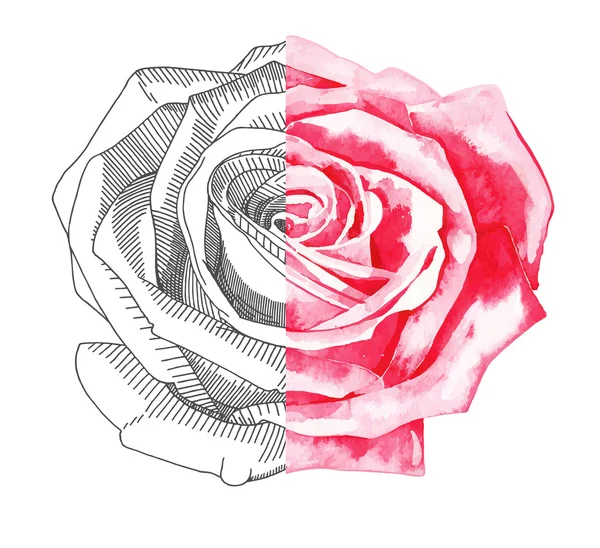 Hand draw sketch ink and watercolor rose — Stock Vector