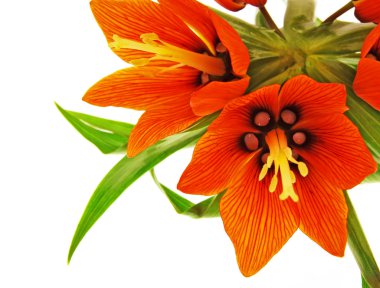 Crown imperial red flowers clipart