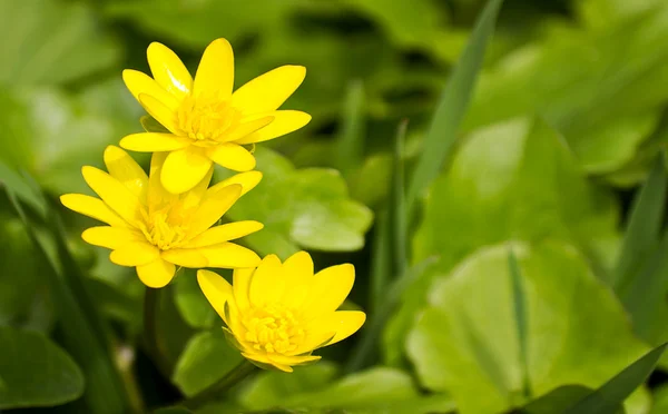 Yeşil arka planda sarı çiçekler — Stok fotoğraf