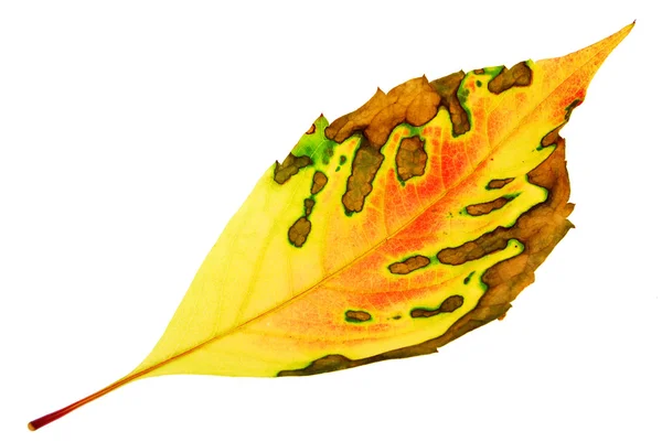 Листья изолированы на белом — стоковое фото
