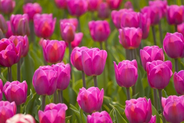 Bei tulipani rossi su sfondo verde — Foto Stock