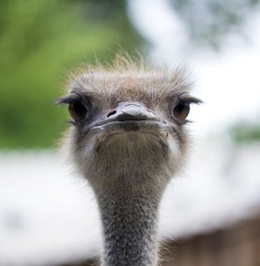 Curious ostrich portrait clipart