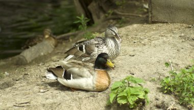 Two ducks clipart