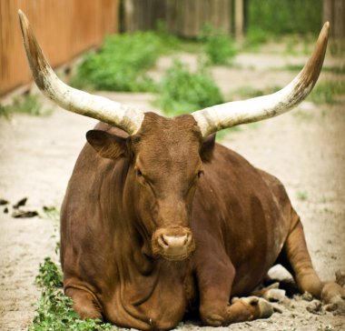 Highlander cow laying down in the sun clipart