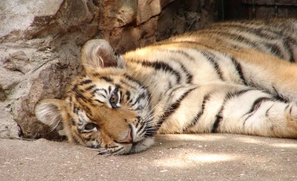 stock image Tiger at the zoo with a sad look