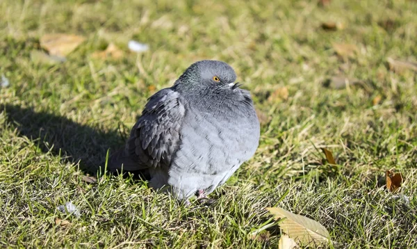 Bird - wood-pigeon — Stock Photo, Image