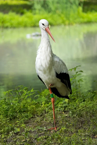 stock image Heron poses on cypress tree in florida wetland