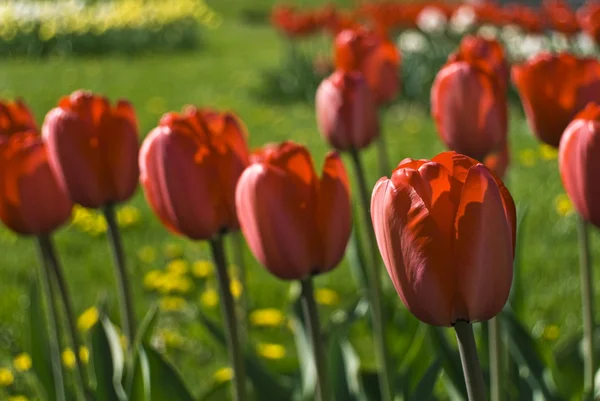 Aiuola di tulipani — Foto Stock