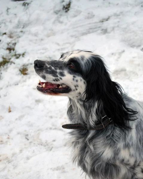 Dog in the snow — Stock Photo, Image