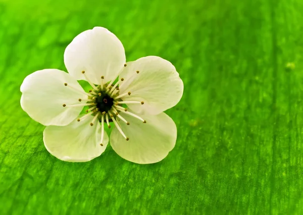 Blüht Frühlingsbaumkirsche — Stockfoto