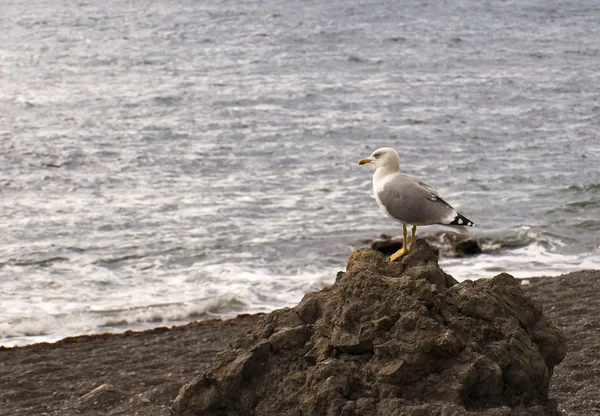 Seagull against a background sea — Stock Photo, Image