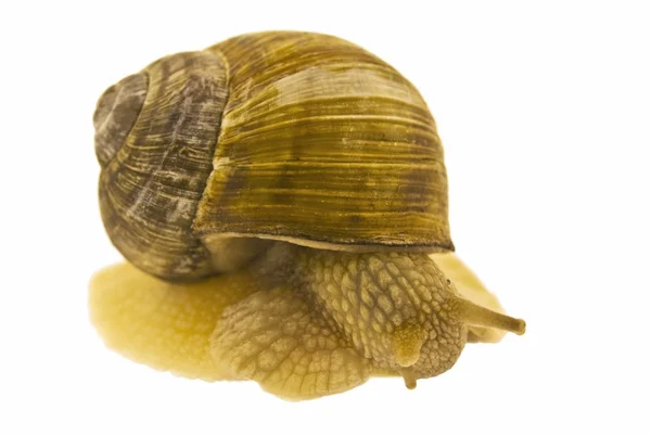 Snail. isolated on white background — Stock Photo, Image