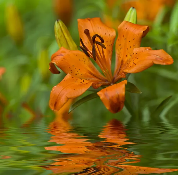 Lilie auf grünem Hintergrund — Stockfoto