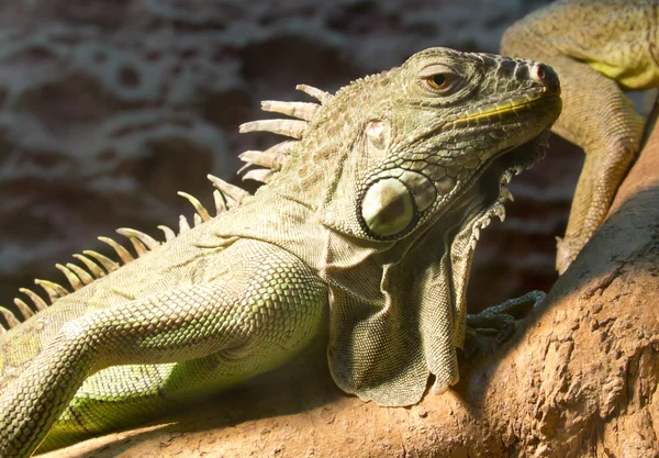 Green iguana on a tree branch at the zoo — Stock Photo, Image