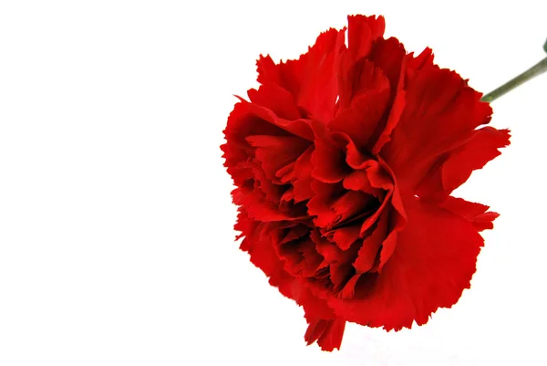 Kırmızı flowe karanfil