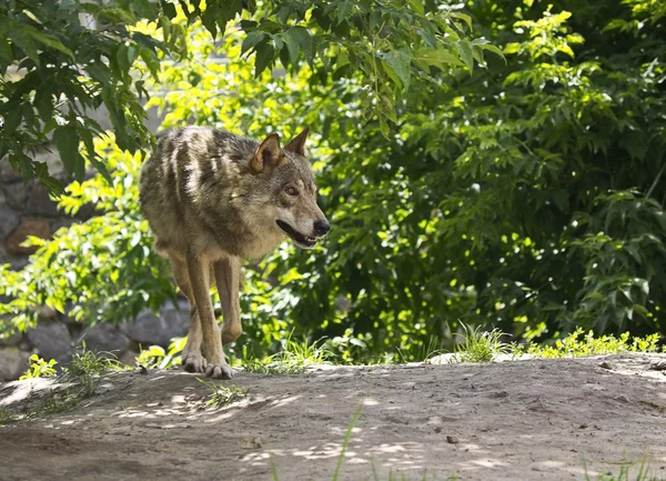 stock image Gray wolf in nature on a sunny lawn